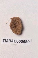 藏品(紅蒴立碗苔)的圖片